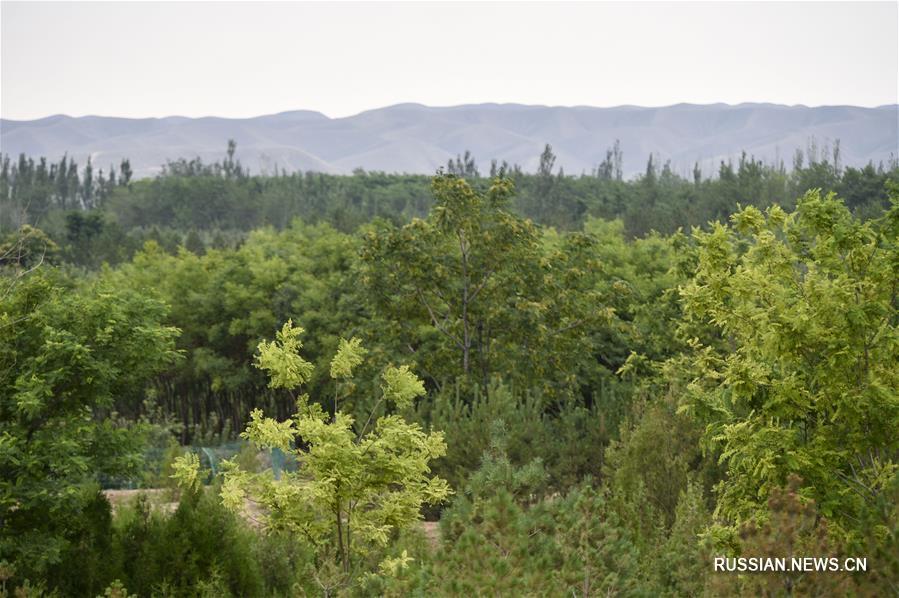 "Великая зеленая стена" на краю пустыни Му-Ус