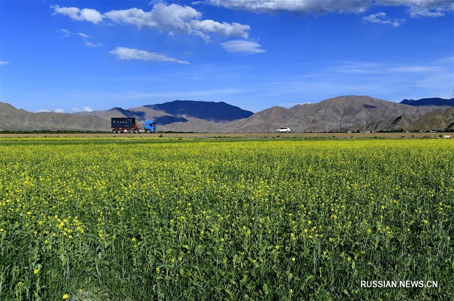 Летние краски "зернохранилища дальнего Тибета"