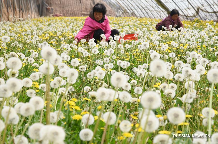Выращивание одуванчиков повысило достаток крестьян в уезде Цысянь