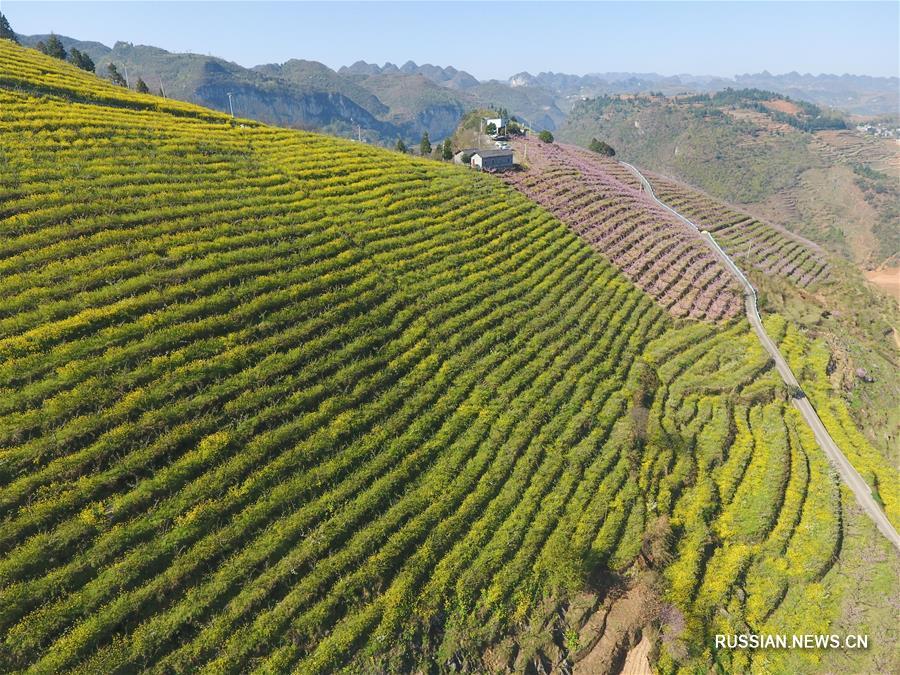 Наглядные результаты структурной реформы аграрного производства в провинции Гуйчжоу