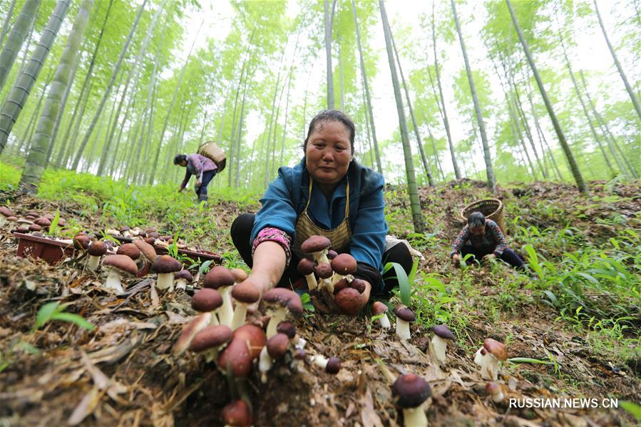 Наглядные результаты структурной реформы аграрного производства в провинции Гуйчжоу