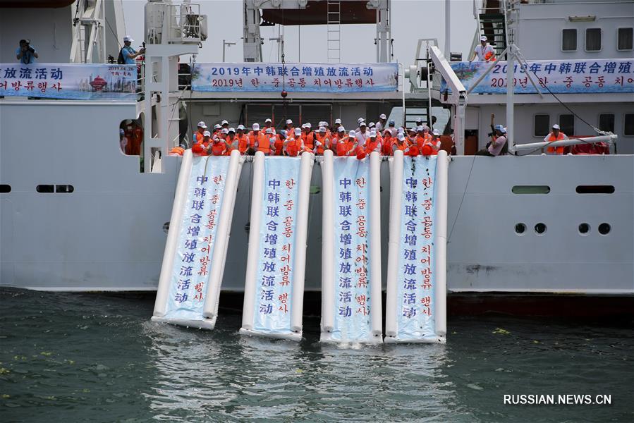 Активисты Китая и Республики Корея выпустили в Желтое море 400 тыс мальков 