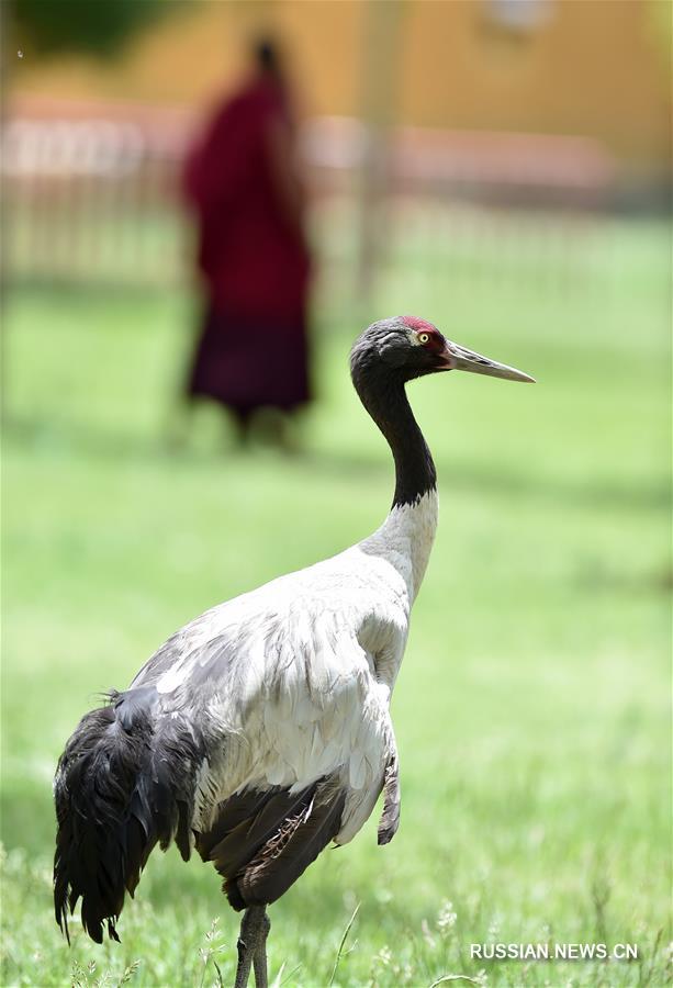 Реабилитация раненых перелетных птиц в монастыре Ташилунпо