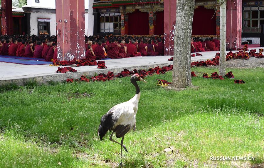 Реабилитация раненых перелетных птиц в монастыре Ташилунпо
