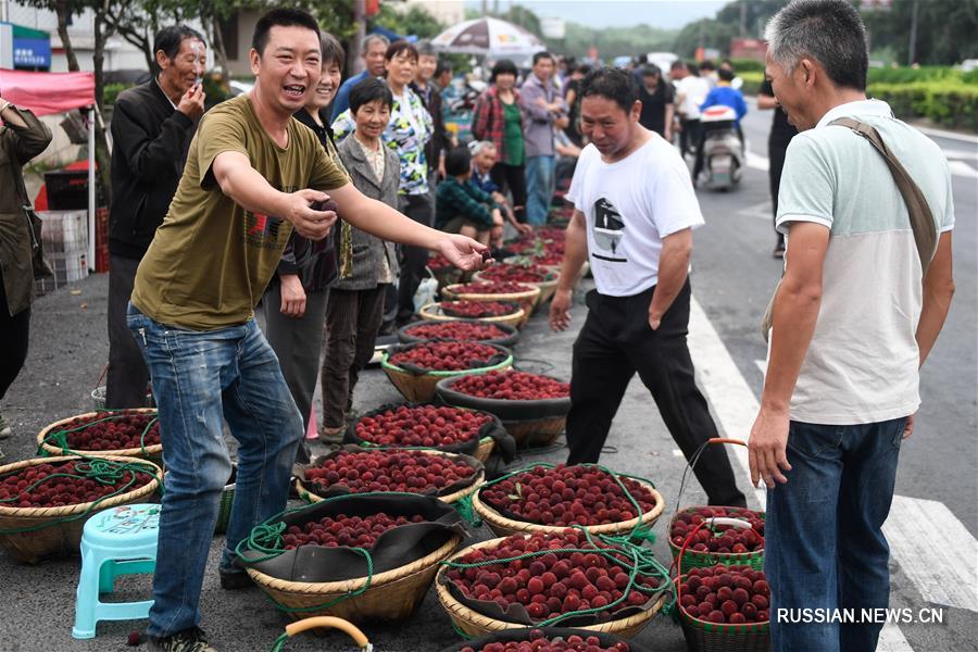 В провинции Чжэцзян собирают урожай восковницы