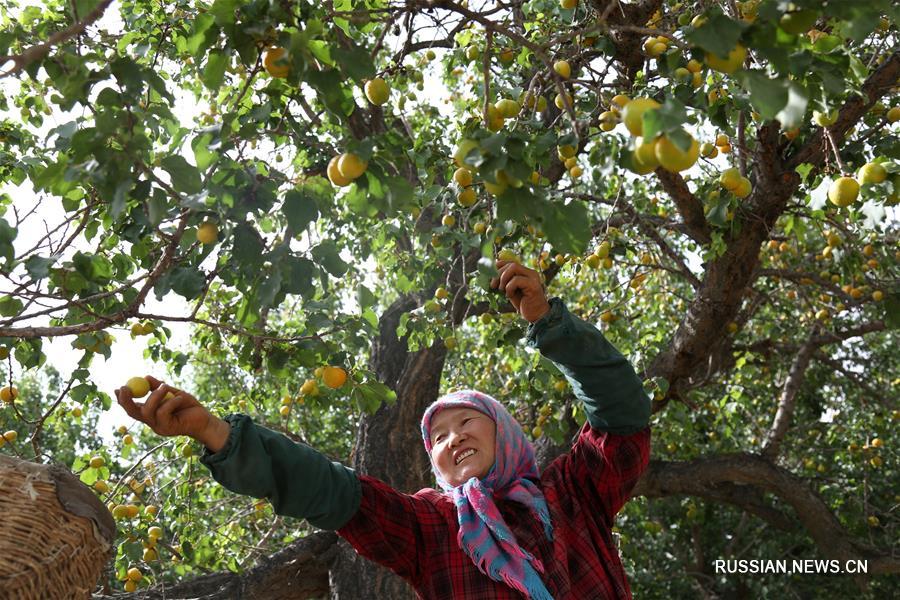 В Дунхуане поспели абрикосы