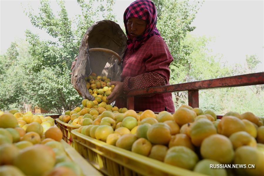 В Дунхуане поспели абрикосы