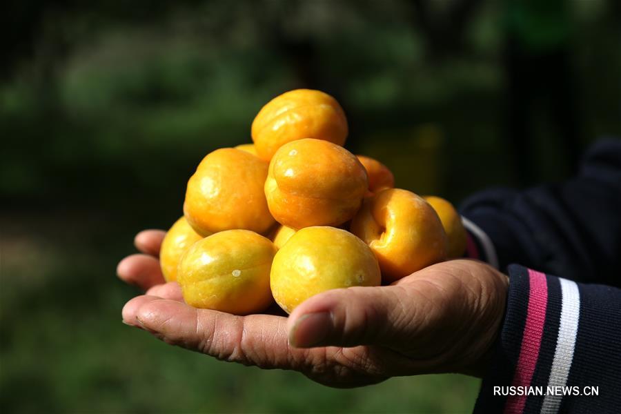 В Дунхуане поспели абрикосы