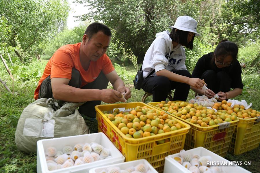 В Дунхуане поспели абрикосы