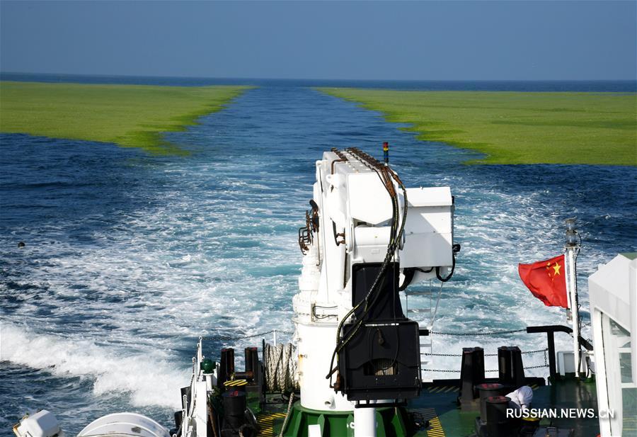 Площадь распространения "зеленого прилива" в акватории Желтого моря превысила 50 тыс. кв. км
