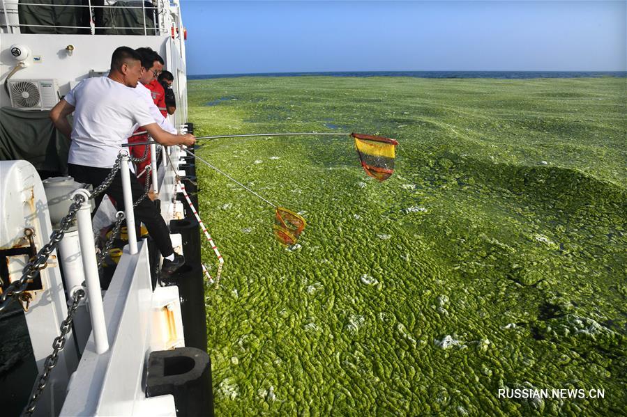 Площадь распространения "зеленого прилива" в акватории Желтого моря превысила 50 тыс. кв. км