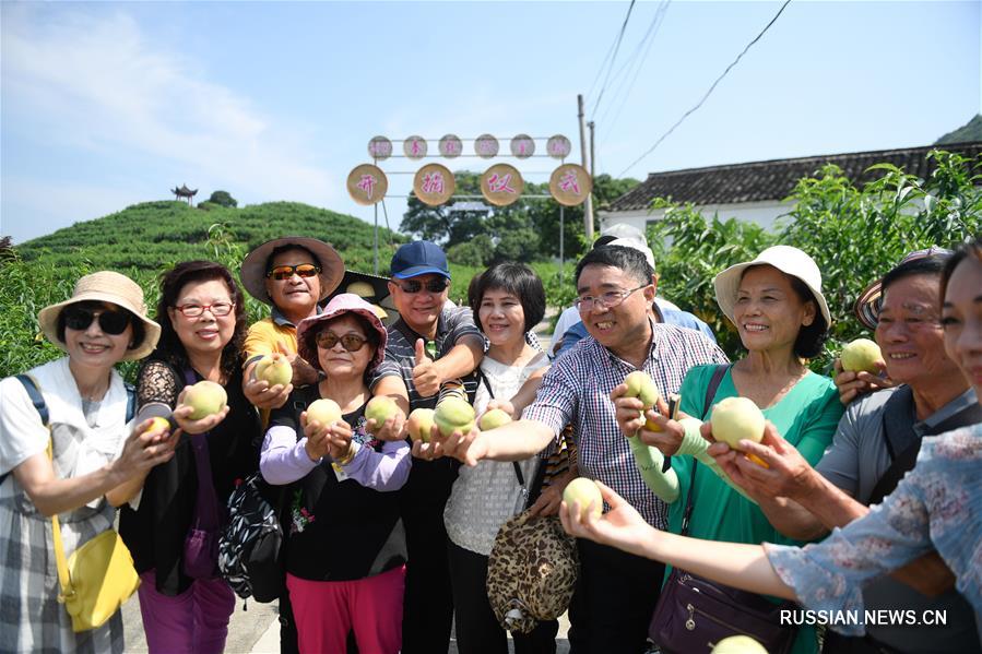 В Нинбо начался сезон сбора медовых персиков