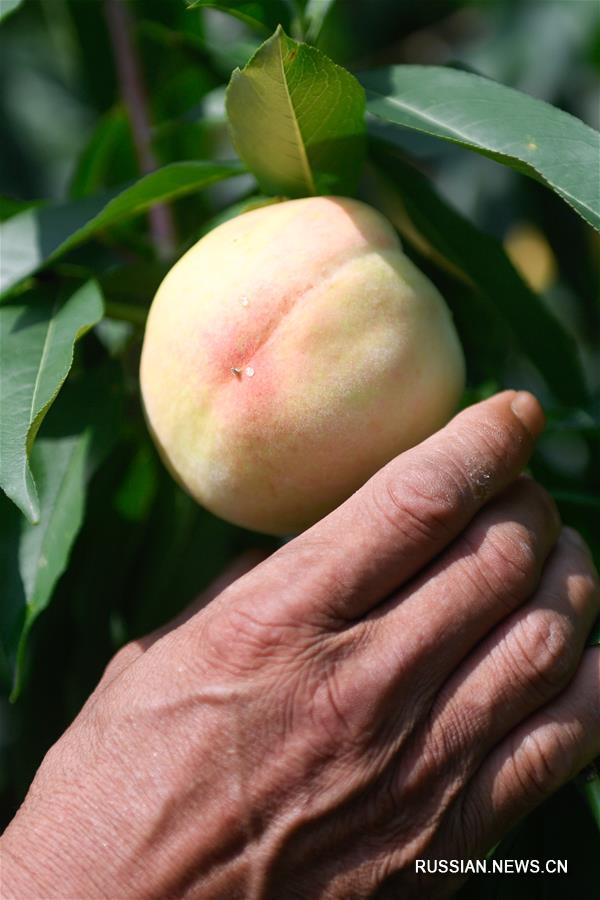 В Нинбо начался сезон сбора медовых персиков