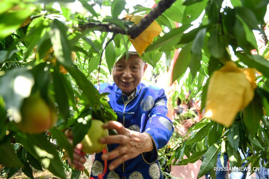 В Нинбо начался сезон сбора медовых персиков
