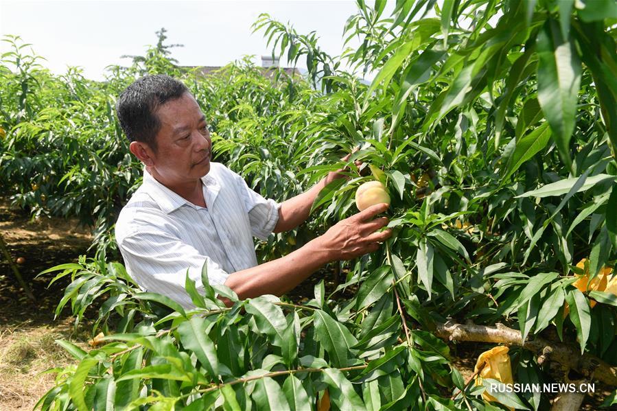 В Нинбо начался сезон сбора медовых персиков