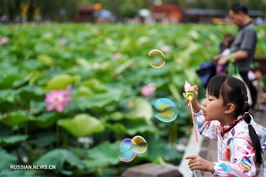 Летнее цветение лотосов в куньминском парке Дагуань