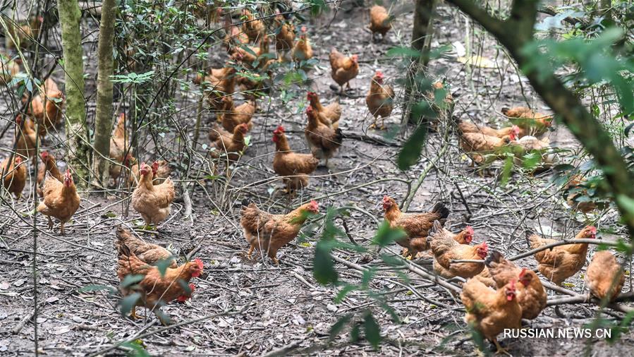 Выращивание кур на свободном выгуле помогает справиться с бедности жителям отдаленных районов Гуанси
