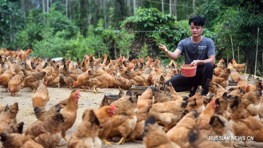 Выращивание кур на свободном выгуле помогает справиться с бедности жителям отдаленных районов Гуанси
