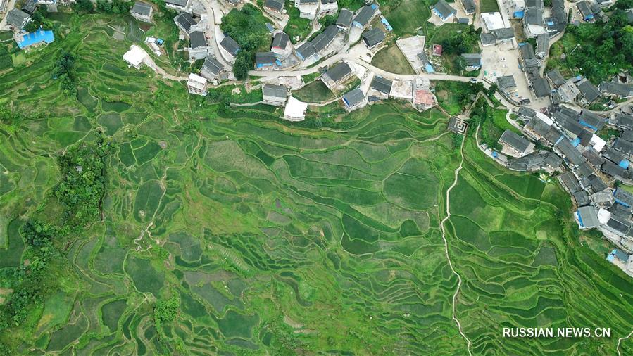 Террасные поля в Гуйчжоу