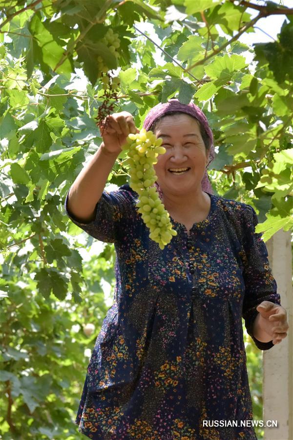 В Турфане поспел виноград