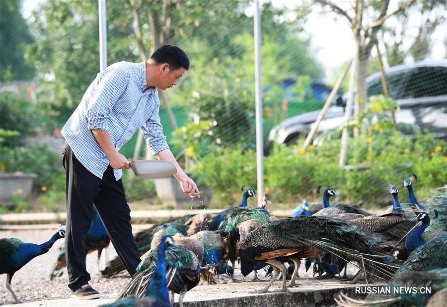 Жители уезда Чжунсянь г. Чунцин избавляются от нищеты за счет развития индустрии разведения павлинов