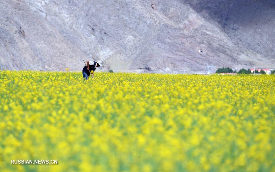 Яркие краски цветущих рапсовых полей на Тибете