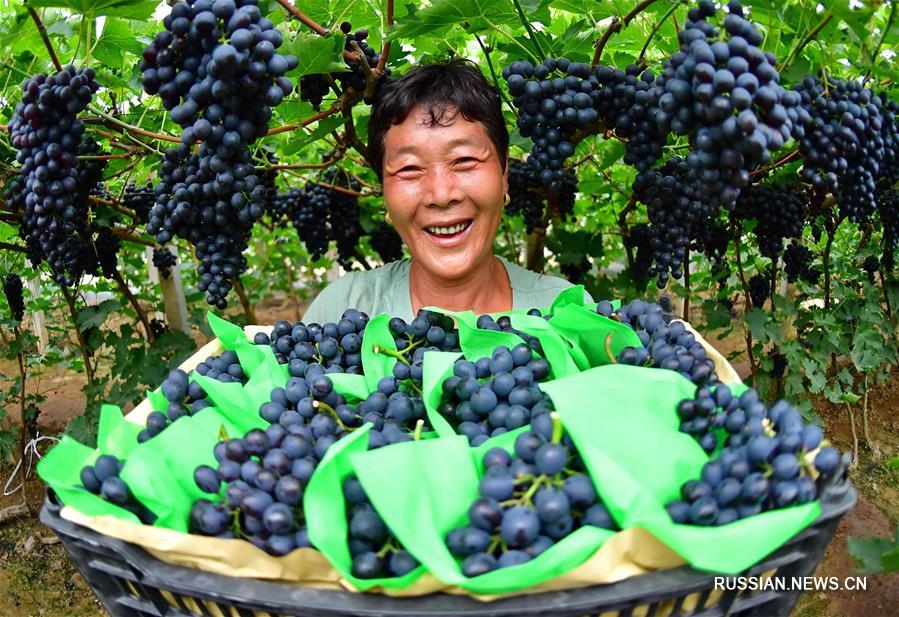 Сбор винограда в теплицах Таншаня