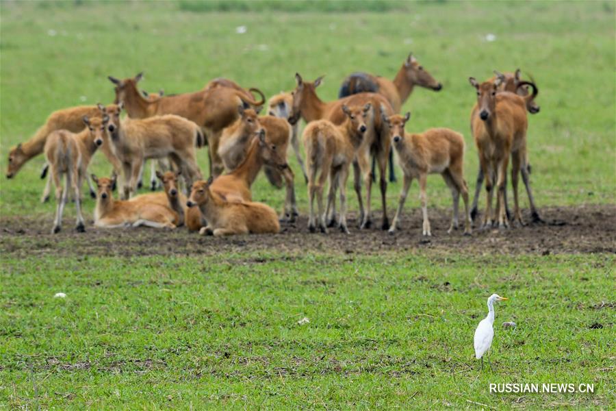 Китайские ареалы обитания перелетных птиц вдоль побережья Желтого моря и залива Бохай включены в список Всемирного наследия ЮНЕСКО