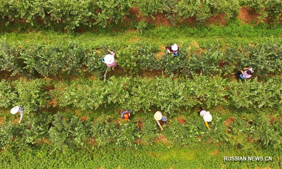 Урожай голубики на горных плантациях в Чунцине