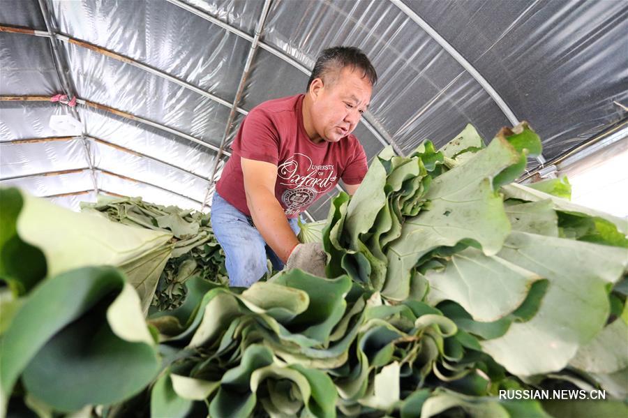 Сбор урожая лотосовых листьев в городе Хуайань