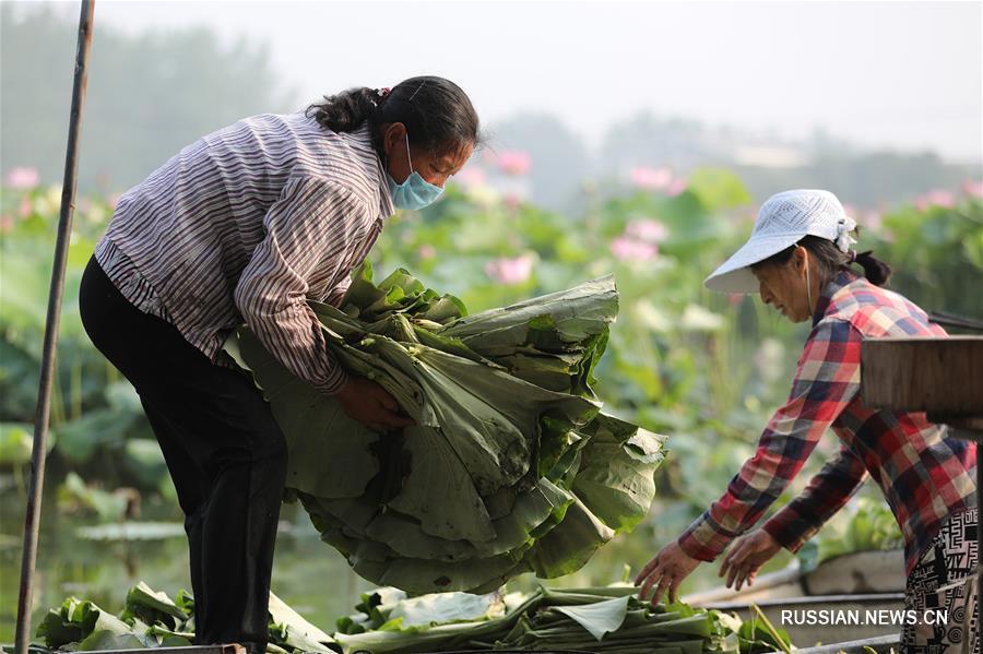 Сбор урожая лотосовых листьев в городе Хуайань