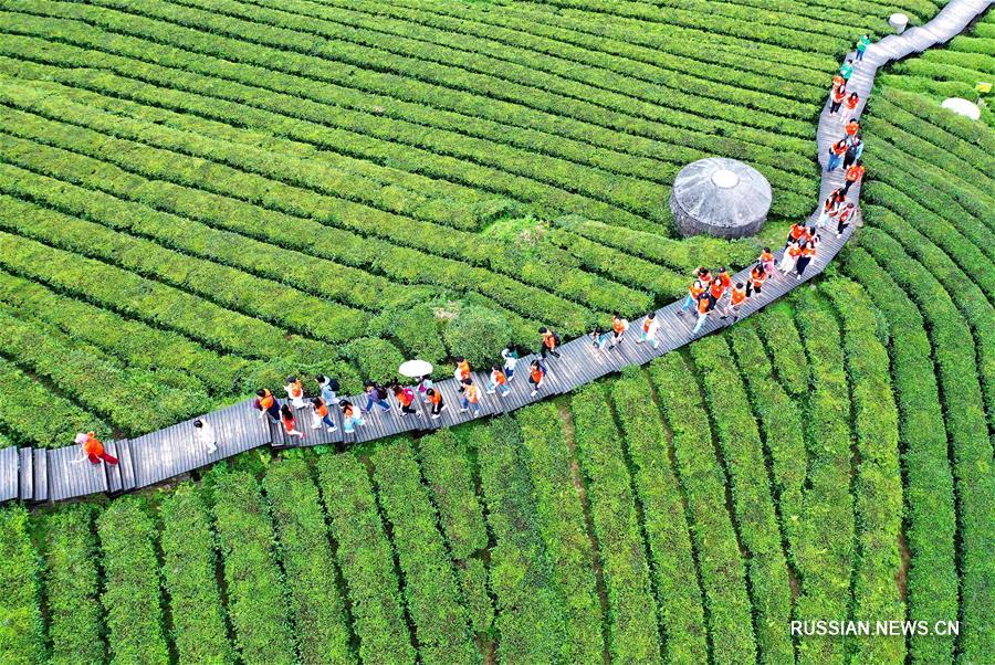 Туристический бум на чайных плантациях уезда Сюаньэнь