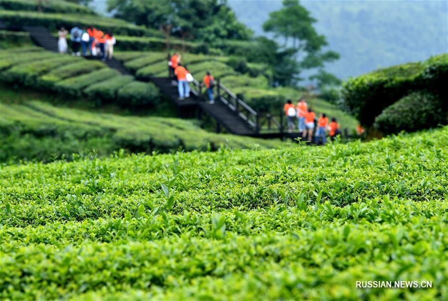 Туристический бум на чайных плантациях уезда Сюаньэнь