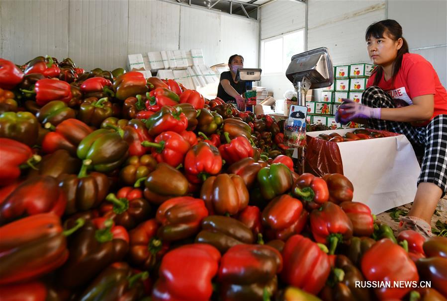 В Шоугуане производят высококачественные овощи для России