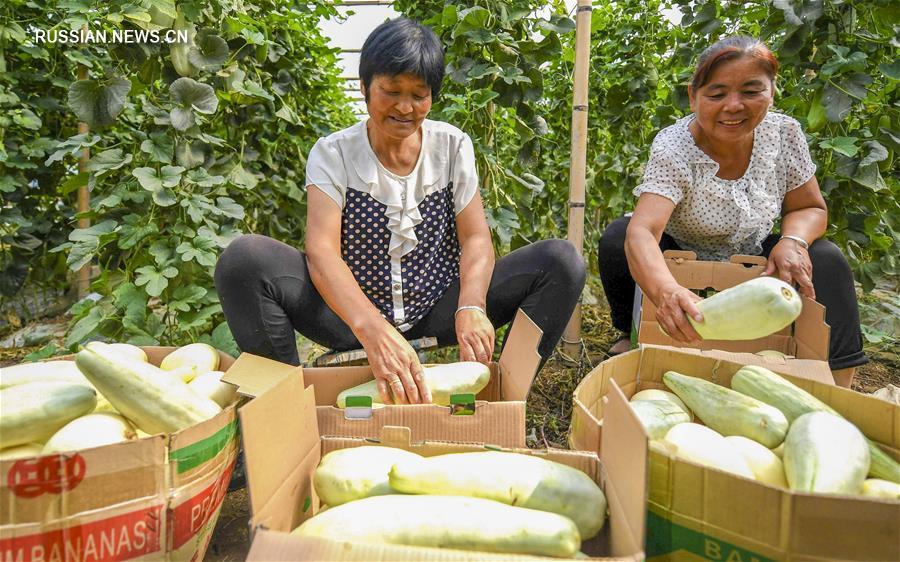 Индустрия по выращиванию дынь помогает крестьянам увеличить свой доход в пров. Хэбэй