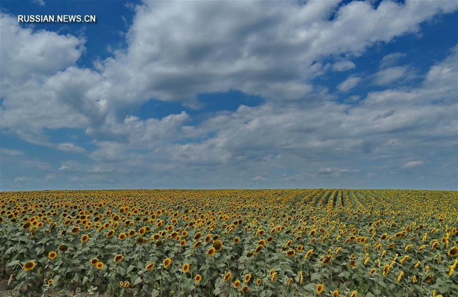 Июльское цветение подсолнухов в Украине