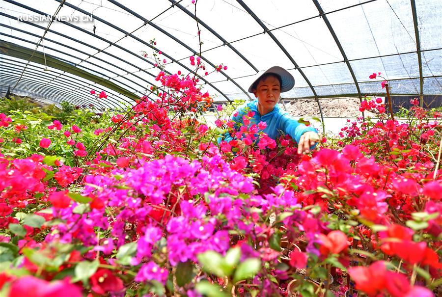 Развитие цветочной экономики на окраине Луаньчжоу