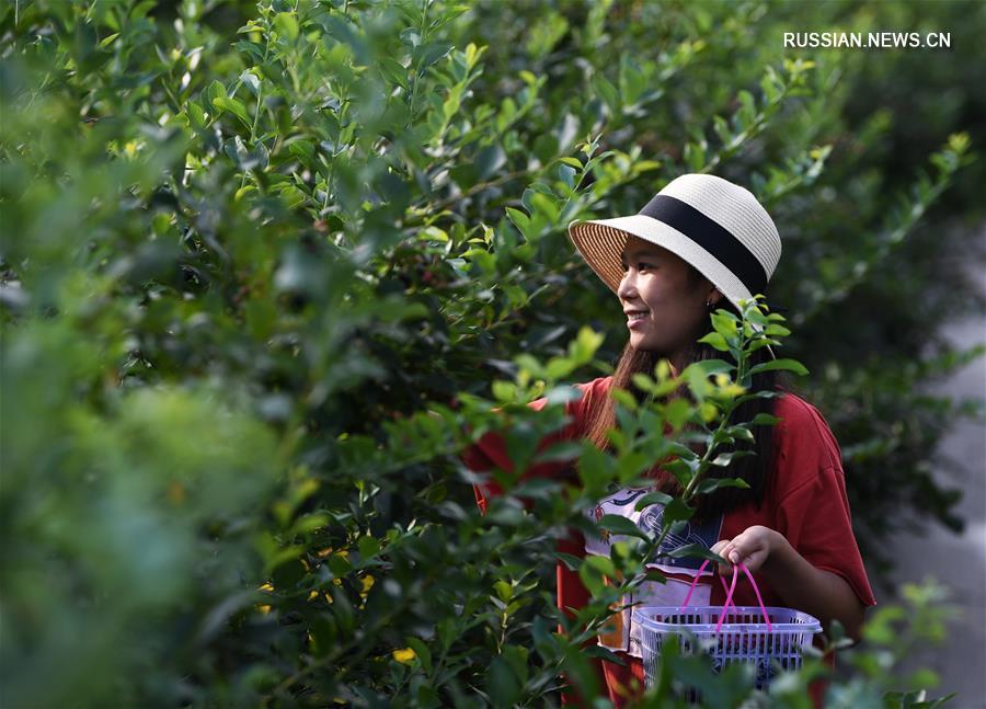 В г. Чунцин индустрия выращивания черники содействует развитию сельских районов