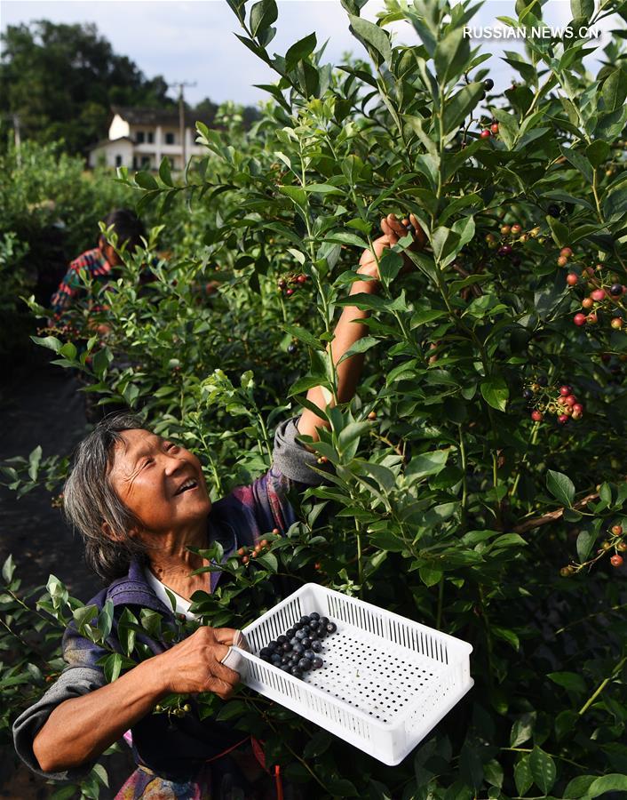 В г. Чунцин индустрия выращивания черники содействует развитию сельских районов