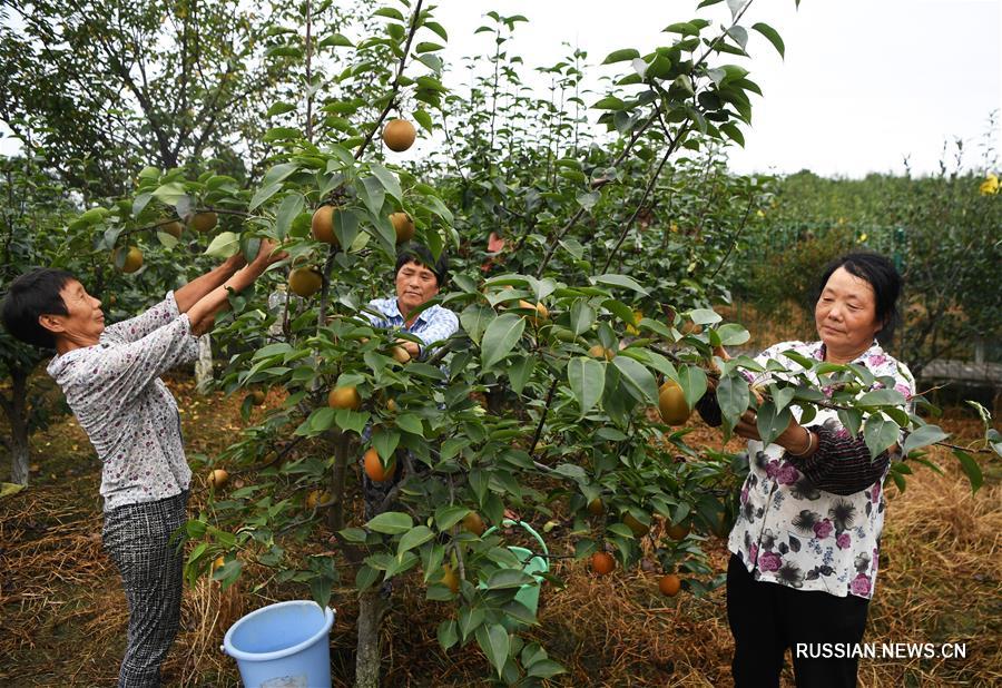 Выращивание груш изменило жизнь горной деревни под Чунцином