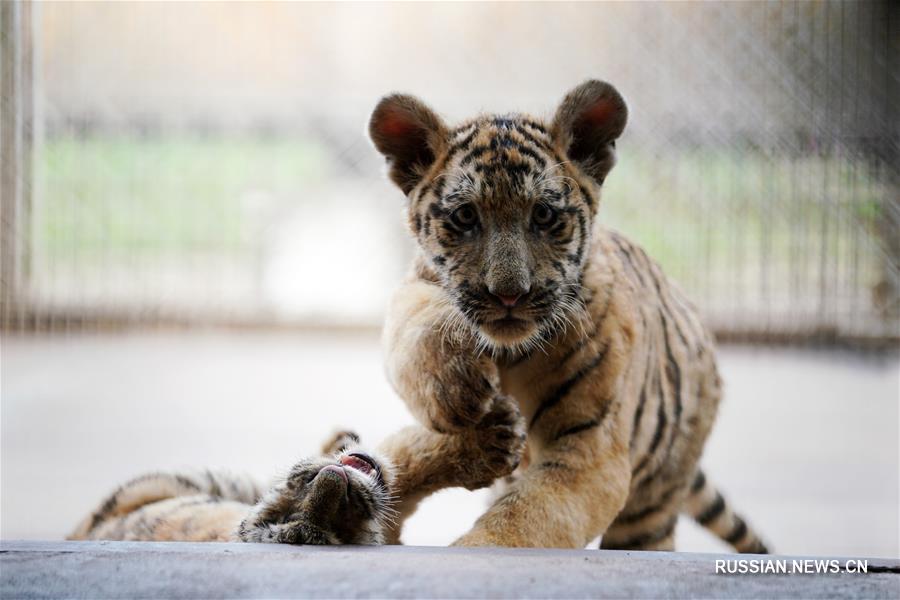 В питомнике амурских тигров "Хэндаохэцзы" в этом году родилось уже более 30 тигрят
