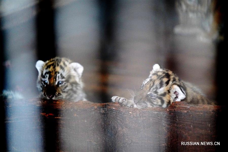 В питомнике амурских тигров "Хэндаохэцзы" в этом году родилось уже более 30 тигрят