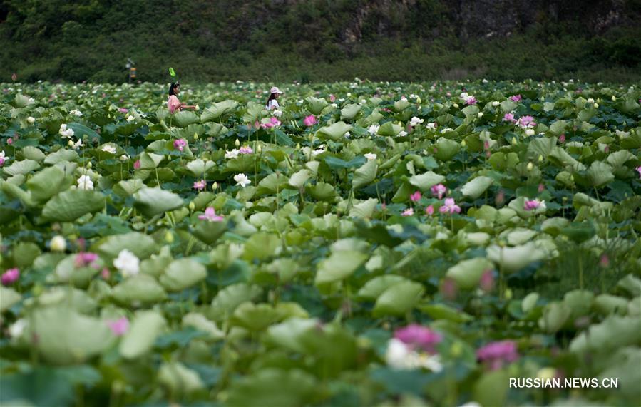 "Цветочное море" в провинции Юньнань