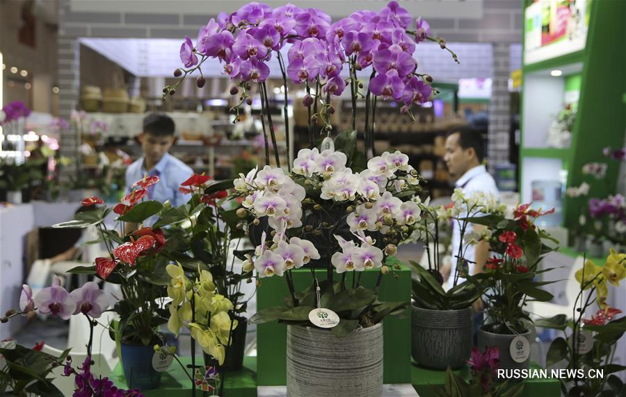 В Куньмине открылась международная выставка цветов