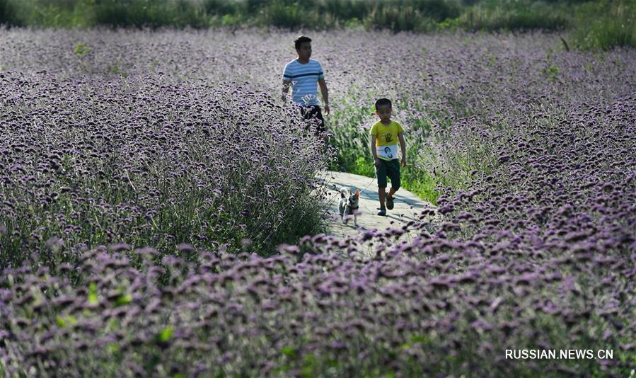 Море цветов в предместьях Ханьчжуна в Шэньси