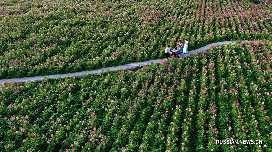 Море цветов в предместьях Ханьчжуна в Шэньси