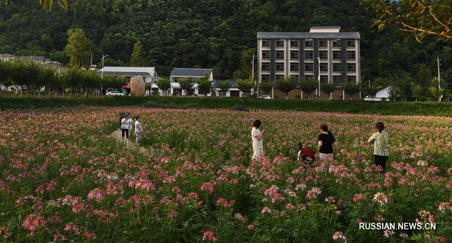 Море цветов в предместьях Ханьчжуна в Шэньси