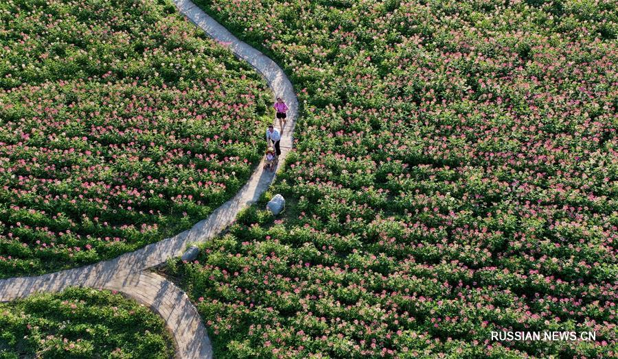 Море цветов в предместьях Ханьчжуна в Шэньси
