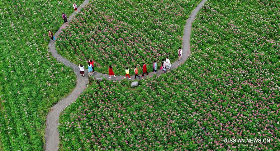 Море цветов в предместьях Ханьчжуна в Шэньси