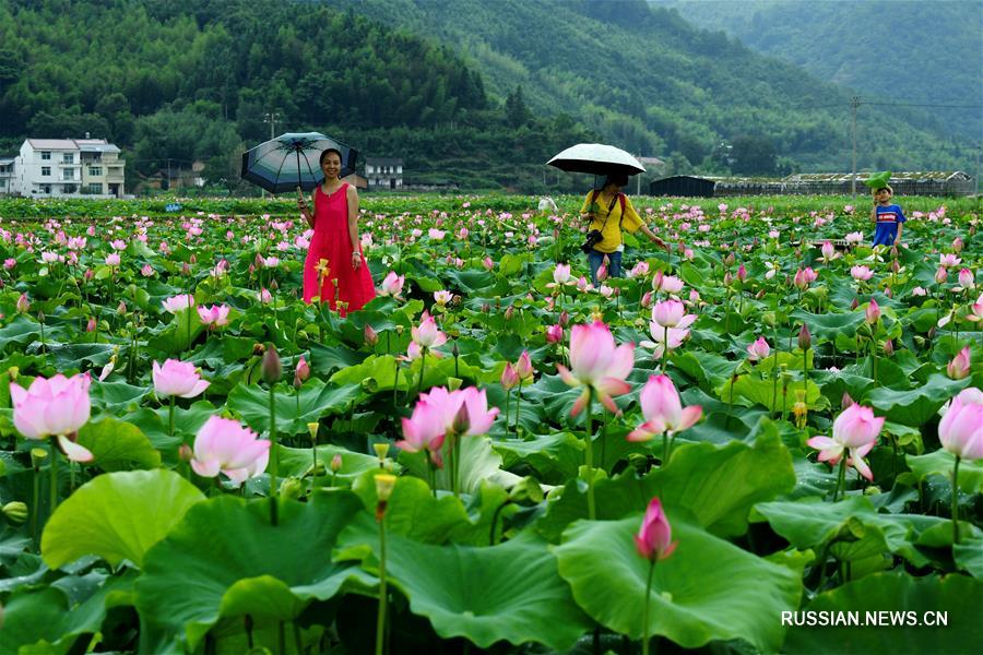 Цветение лотосов в Уишане